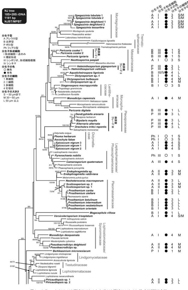 図 3　リボソーム DNA 18S 領域 （715 bp） および 28S 領域（466 bp）に基づく近隣結合樹 樹上に近隣結合法 / 最大節約法のブートストラップ値 （BT）50% 以上を示した