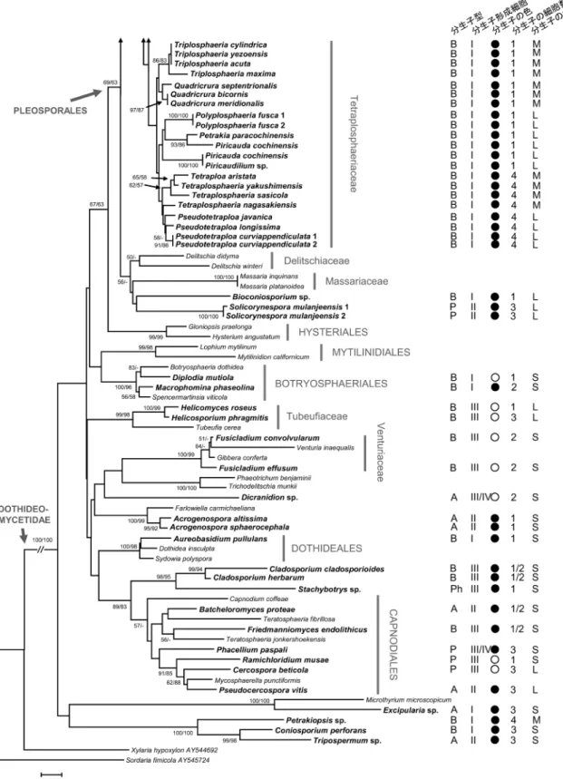 図 3　リボソーム DNA 18S 領域 （715 bp）および 28S 領域 （466 bp）に基づく近隣結合樹（続き） 樹上に近隣結合法 / 最大節約法のブートストラップ値  （BT）50% 以上を示した