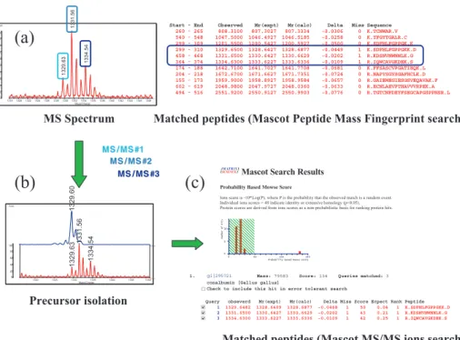 Fig. 7.  High resolution precursor ion selection from the crowded mass spectrum and protein identification.