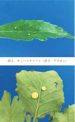 図 3 ．カシハサカズキタマフシ（寄主：アラカシ）