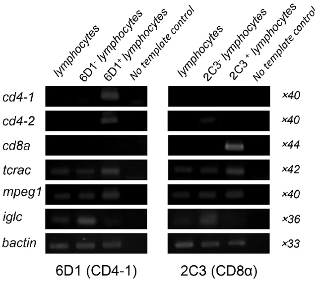 図 6  FACS ソーティングした CD4-1 または CD8α陽性細胞の遺伝子発現解析。