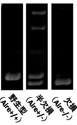 図 8 Aire 欠損ゼブラフィッシュの遺伝子型の同定。 