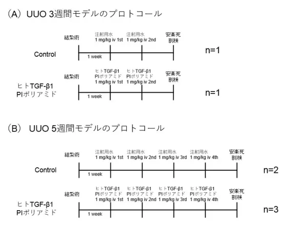 図 2  ヒト TGF-β1 PI ポリアミドの効果評価のプロトコール