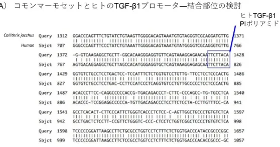 図 3 ヒト TGF-β1 PI ポリアミドの結合部位と構造