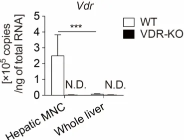 図 3  肝 MNC における Vdr 遺伝子の発現 