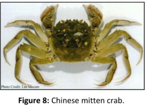Figure 8: Chinese mitten crab. 