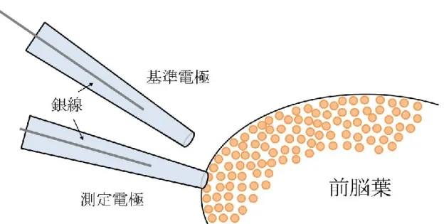 図 2-3  細胞外電位記録法の模式図 