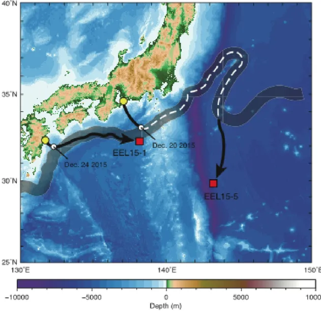 Fig.  29  Estimated  migration  routes  of  EEL  15-1  and  15-5.    The  topographic  map  was plotted from the topographic data of SRTM15 Plus (Becker et al