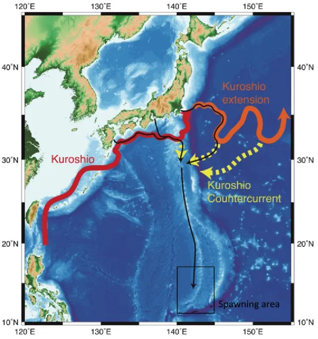 Fig.  30  Estimated  migration  routes  of  silver  Japanese  eels  (black  lines  with  arrow  head)