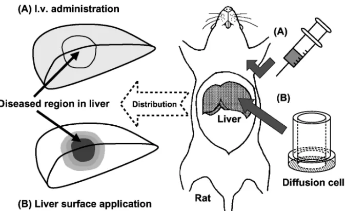 Fig. 1. Schematic Diagram of Liver Surface Application in the Rats Showing Proposed DiŠerence in Intrahepatic Drug Distribution between I.V