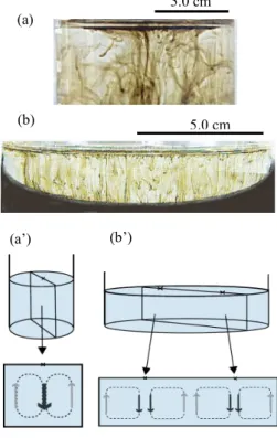 Fig. 5  Phase diagram of surface patterns [8].  1.0 cm Fig.4  Cell pattern [9].