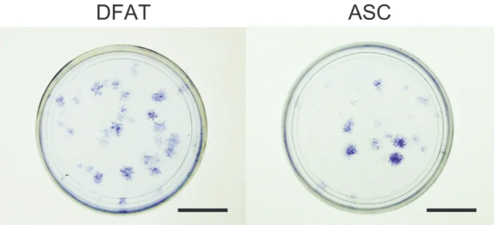 図 2-1.  P1 に お け る DFAT お よ び ASC の CFU-F コ ロ ニ ー 形 成 能 の 比 較 。DFAT お よ び ASC を 50 cells/ 35-mm 培 養 皿 の 密 度 で 培 養 し 、21 日 後 に 形 成 さ れ た 代 表 的 な コ ロ ニ ー   ( 上 段 )  お よ び コ ロ ニ ー 数 の 定 量 評 価   ( 下 段 , 平 均   ±  標 準 偏 差 ) 。 Scale bar: 1 mm 。 *: P < 0.05 。