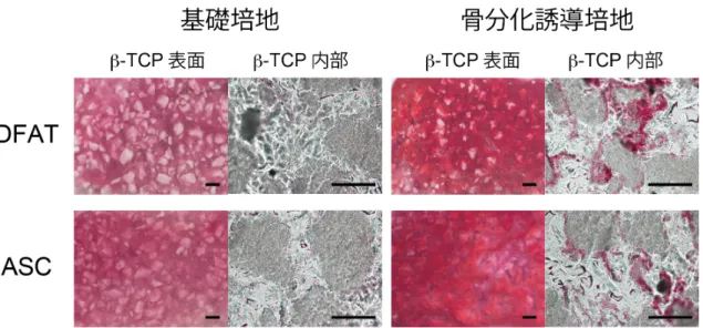 図 3-3.  DFAT お よ び ASC の 骨 分 化 能 の 評 価   (Alizarin  Red  S 染 色 ) 。 基 礎 培 地 お よ び 骨 分 化 誘 導 培 地 に て 培 養 21 日 後 の #-TCP/ コ ラ ー ゲ ン ス ポ ン ジ の 表 面 の 実 体 顕 微 鏡 像 、お よ び 内 部 の 光 学 顕 微 鏡 像 。 Scale bar: 