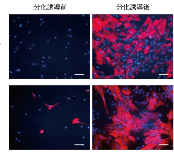 図 3-4.  DFAT お よ び ASC の 平 滑 筋 細 胞 分 化 能 の 評 価   ( ! -SMA 免 疫 染 色 )。分 化 誘 導 前 お よ び 誘 導 後 に お け る 蛍 光 顕 微 鏡 像 。 Scale bar: 100 µ m。