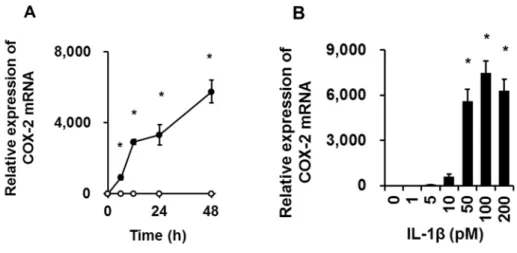 図 2-2 ．ネコ滑膜由来線維芽細胞における IL-1β による COX-2 mRNA の発現 ネコ滑膜由来線維芽細胞を 50 pM IL-1β 存在下，または非存在下で 0 ~ 48 時間 インキュベートした後， COX-2 mRNA の発現を Real-time PCR にて検討した  (A) 。 ネコ滑膜由来線維芽細胞を 0 ~ 200 pM IL-1β 存在下で 48 時間インキュベートし  た後， COX-2 mRNA の発現を Real-time PCR にて検討した  (B) 。値は， 3 例