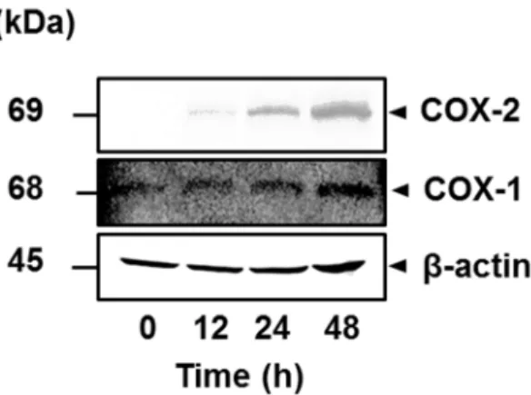 図 2-3.   ネコ滑膜由来線維芽細胞における IL-1β による COX-2  タンパク質の発 現 