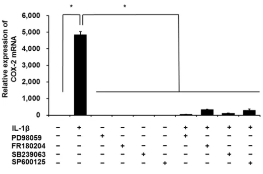 図 3-1 ．ネコ滑膜由来線維芽細胞における IL-1β 誘導性 COX-2 mRNA 発現に対 する各 MAP キナーゼ阻害剤の効果 