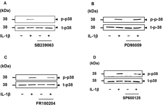 図 3-4．ネコ滑膜由来線維芽細胞における IL-1β 誘導性 p38 MAP キナーゼのリ ン酸化に対する p38 MAP キナーゼ阻害剤， MEK 阻害剤， ERK1/2 阻害剤， JNK 阻害剤の効果 