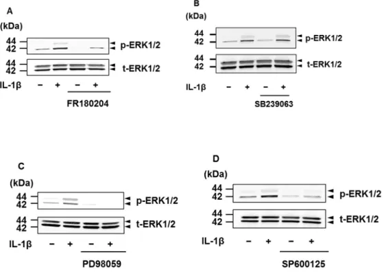 図 3-6 ．ネコ滑膜由来線維芽細胞における IL-1β 誘導性 ERK1/2 のリン酸化に対 する ERK1/2 阻害剤，p38 MAP キナーゼ阻害剤，MEK 阻害剤，JNK 阻害剤の 効果