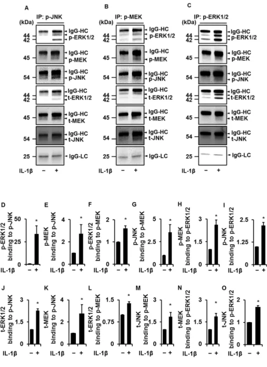 図 4-1 ． IL-1β で刺激したネコ滑膜由来線維芽細胞における JNK ， MEK ， ERK の相互作用 