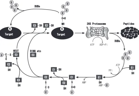Fig. 1. The ubiquitin-proteasome system.
