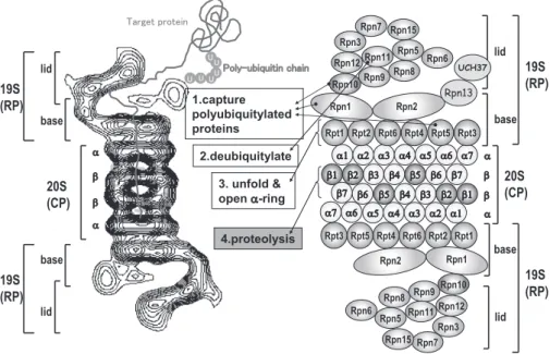 Fig. 2. Molecular organization of the 26S proteasome.