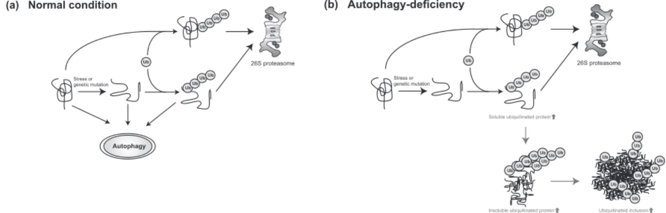Fig. 4. A schematic diagram of protein destruction pathways mediated by the proteasome and autophagy.