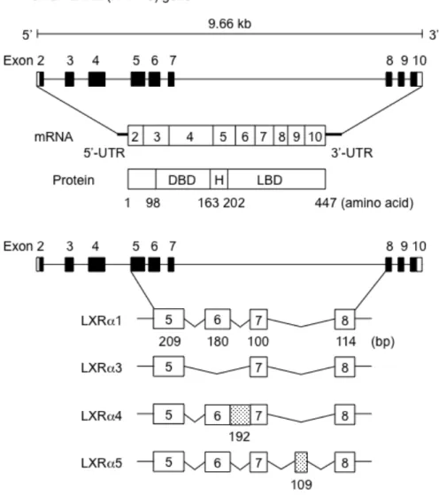 図 2   ヒト LXR α スプライシング変異体の構造 