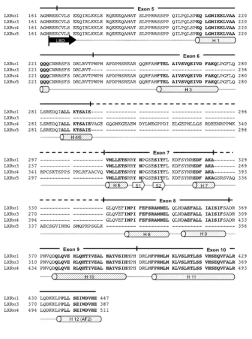 図 3   ヒト LXR α スプライシング変異体のアミノ酸配列 