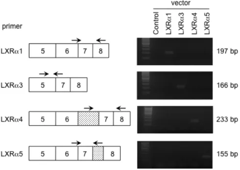 図 6   LXR α 変異体のリアルタイム PCR 用プライマーの特異性の確認 
