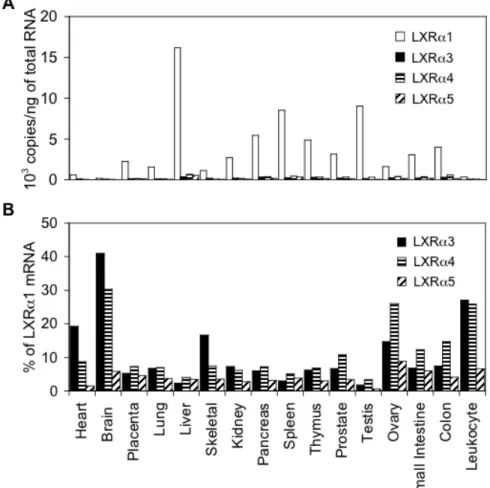 図 8   ヒト正常組織における LXR α 変異体の mRNA 発現量 