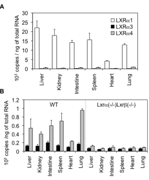 図 9   マウス組織における LXR α 変異体の mRNA 発現量の定量 