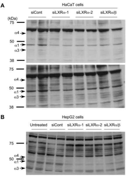 図 10   ヒト細胞株における内在性 LXR α 変異体タンパク質の発現 