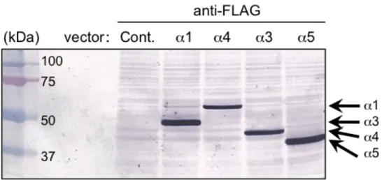 図 12   発現 LXR α 変異体のタンパク質発現 