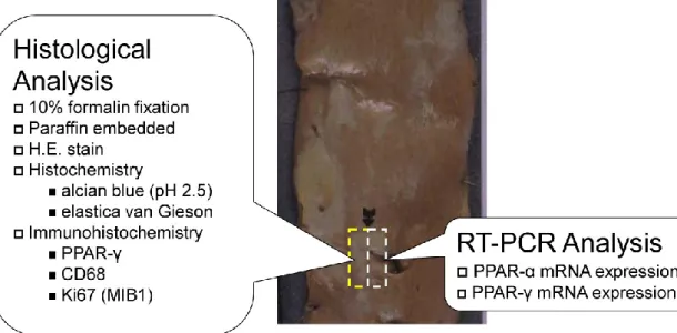 Figure 1.    Study methodology. 