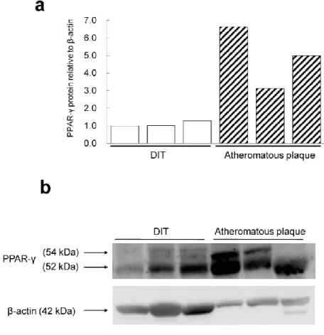 Figure 6.    PPAR-γ protein expression analyzed by Western blotting.   