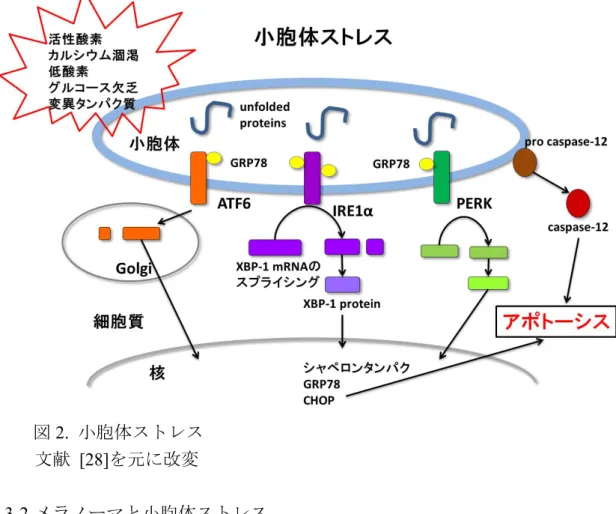 図 2.  小胞体ストレス 文献   [28] を元に改変 3-2.  メラノーマと小胞体ストレス 小胞体ストレスを tunicamycin や thapsigargin  (Tg)  を用いて誘導しても、 メラノーマの cell line は比較的抵抗性であり、 20% 以下の細胞死しか誘導 されなかった   [29] 。メラノーマでは小胞体ストレスに対して保護的なメ カニズムが働いている可能性がある   [28] 。このことから、小胞体ストレ スへの適応が治療抵抗性につながっていると考えられるため   