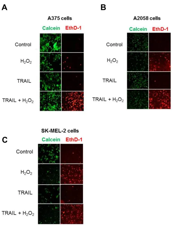 図 3. メラノーマ細胞の蛍光顕微鏡による H 2 O 2  誘導性細胞死の測定    