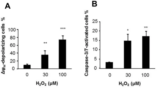 図 6 ． H 2 O 2 によるミトコンドリア膜電位脱分極と caspase-3/7 活性化の誘導