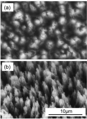 Fig. 4 SEM images of protrusions observed for phosphor bronze sputteretched at 150 W for 7.2 ks