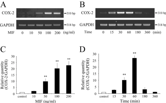 Fig. 2. Effect of MIF on COX-2 mRNA expression. (A) Human dental pulp cells were stimulated with  MIF at the indicated concentrations for 60 min, and the expression levels of COX-2 and GAPDH  mRNAs were evaluated using RT-PCR
