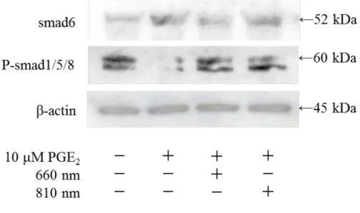 Fig. 9 半導体レーザーおよび PGE 2 の smad タンパク質発現に与える影響