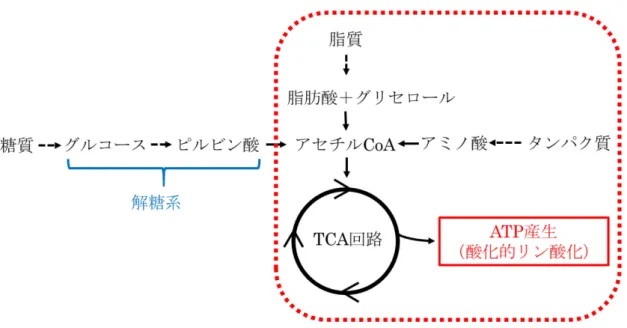 図 14 ： PEG-B の標的―解糖系以外の ATP 産生経路