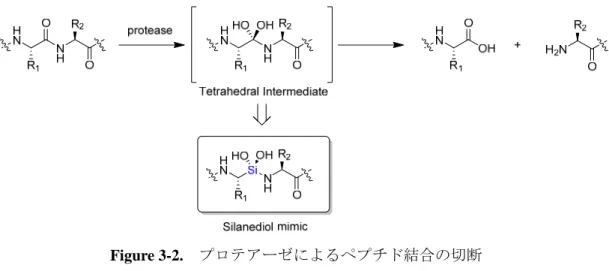 Figure 3-2.  プロテアーゼによるペプチド結合の切断                                                    