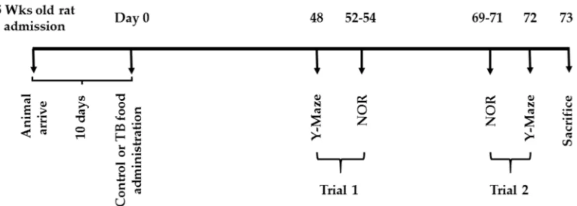 Figure 2. Schedule for Experiment 2 (Y-maze test and novel object recognition (NOR) test)