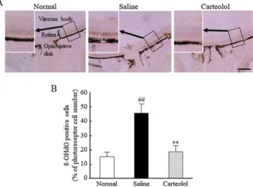 Fig. 2. Protective effects of carteolol against thinning of ONL by visible light irradiation (8000 lux, 1 h) in pigmented rats