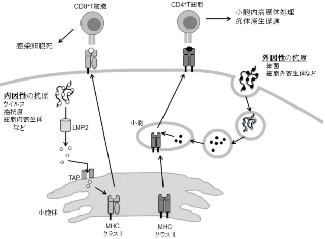 図 1-2 MHC 分子の働き．