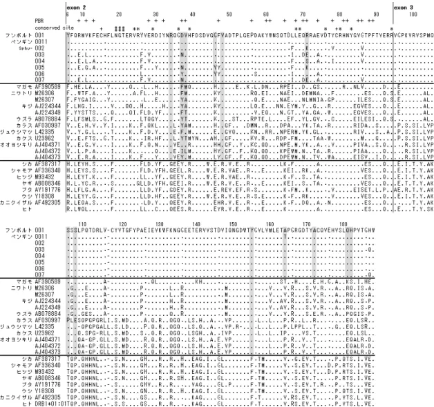 図 2-4   フンボルトペンギンと他の動物種の MHC クラス II 遺伝子 exon 2 および exon 3 アミノ酸 配列比較．