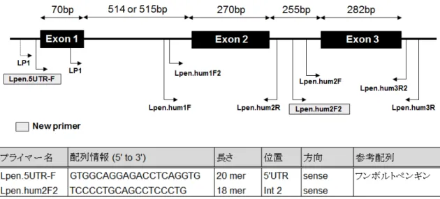 図 3-1  フンボルトペンギン MHC クラス II DRB 様遺伝子領域内に設計した PCR プライマー情報．