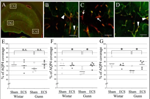 Fig. 4. Effect of ECS on the astrocytic-endfoot coverage of blood vessels in the hippocampal formation of normal rats and Gunn rats